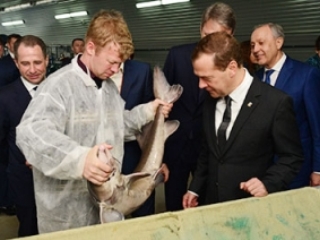 Дмитрий Медведев и Михаил Бабич увидели саратовских осетров