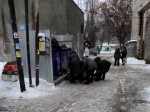 В соцсетях обсуждают ищущих продукты на помойке саратовцев