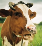 Аткарский молокозавод, ОАО  