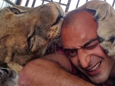 Егиш Ероян передумал отдавать львицу Майю: 