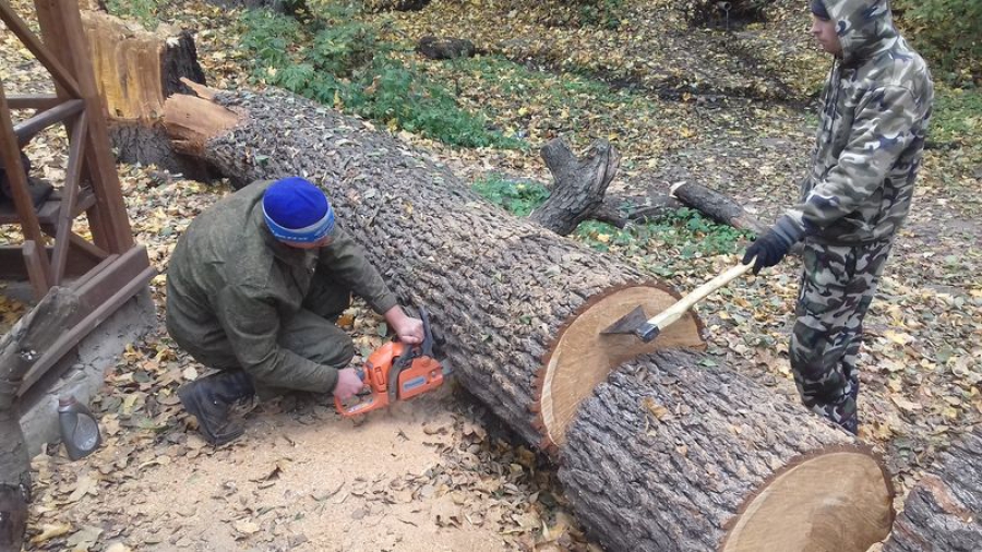 В Вязовском МО убрали упавшее дерево, перегородившее дорогу к источнику
