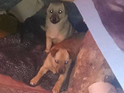 Найденные в зоне СВО щенята защищают саратовских солдат