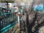 В Вольске утопает в мусоре могила инвалида ВОВ