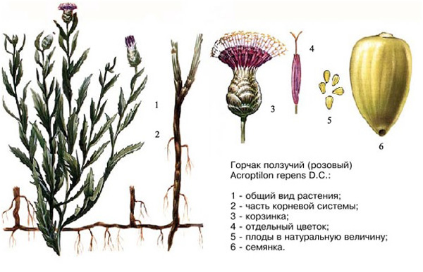 В нуте обнаружили семянки карантинного вредного сорняка