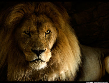 Спешите видеть!!! В Саратовском цирке Новогоднее представление «Белые львы Африки» 