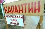 Распространение вируса африканской чумы на территории России остается актуальной проблемой