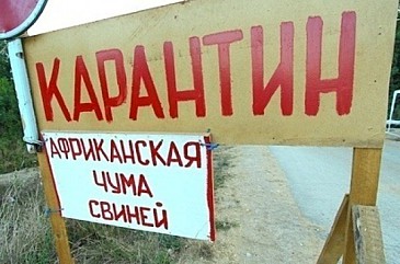 Распространение вируса африканской чумы на территории России остается актуальной проблемой