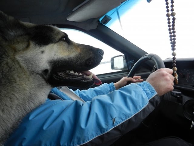 Российских водителей в скором времени ожидают нововведения