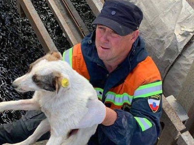 В Балакове спасатели помогли застрявшей между плитами собаке