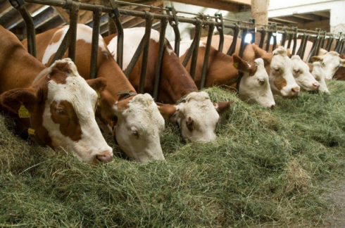 В «Саратовской МВЛ» проводят биохимические исследования кормов растительного и животного происхождения