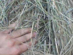 В отдел биохимических исследований саратовской ветлаборатории из  хозяйств Саратовской области поступили пробы сена 