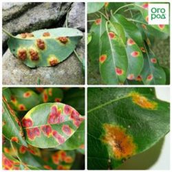 Ржавчина семечковых плодовых культур