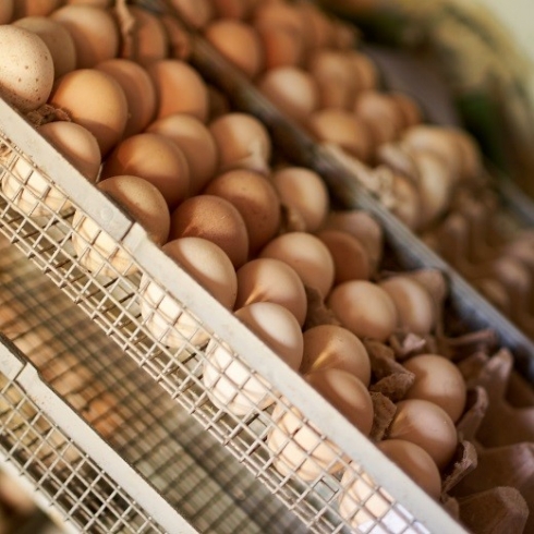 В 137 пробах материала для исследования саратовской лабораторией возбудитель сальмонеллеза не выделен