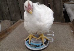 Саратовская МВЛ: Пробы кормов для птицы по содержанию обменной энергии соответствуют требованиям действующих ГОСТов