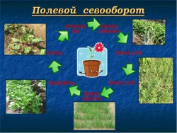 Роль севооборота в системе земледелия
