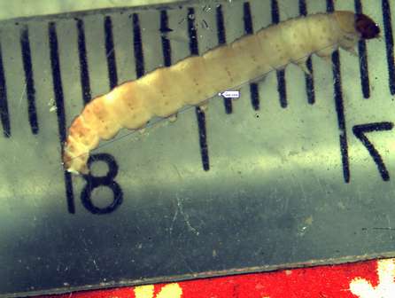 В импортных нектаринах выявлен карантинный вредитель - восточная плодожорка