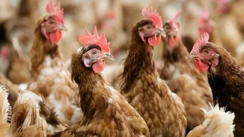 В крови кур обнаружены антитела к инфекционному синовиту