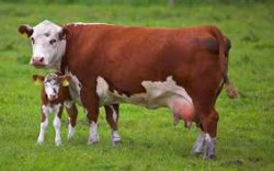 Исследования биологического материала от крупного рогатого скота на нодулярный дерматит