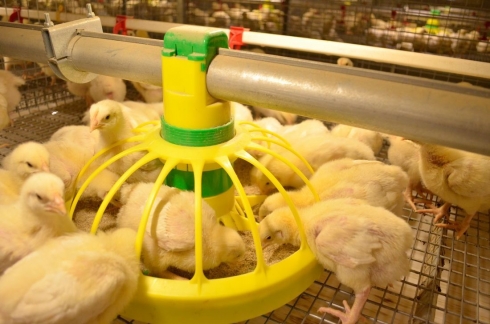 Комбикорма для цыплят соответствуют ГОСТу!