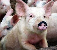 Возбудитель рожи свиней не выделен
