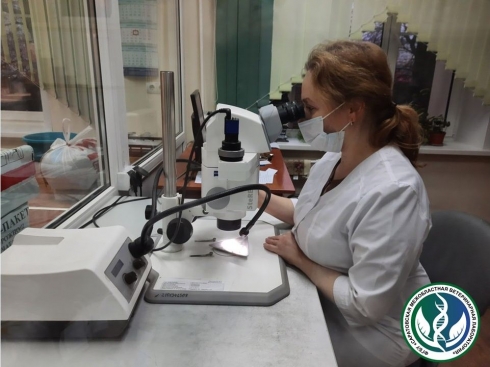 В зерновой и зернобобовой продукции обнаружены семена карантинных сорняков
