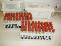 Выявлены положительно реагирующие животные на бруцеллез