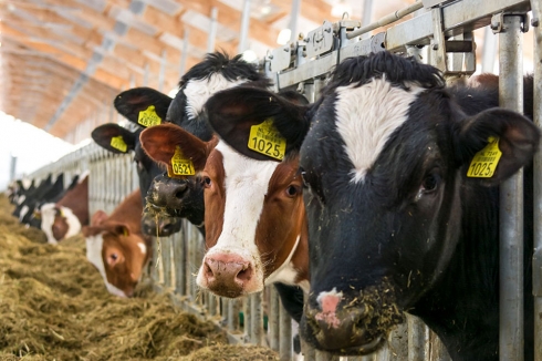 Саратовская МВЛ: Возбудитель паратуберкулеза животных не обнаружен