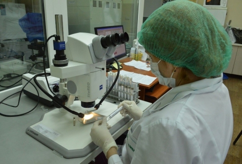 В пробах пшеницы обнаружен горчак ползучий — особо вредоносный карантинный сорняк