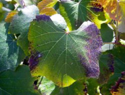 Одним из наиболее значимых макроэлементов для растительных организмов является фосфор