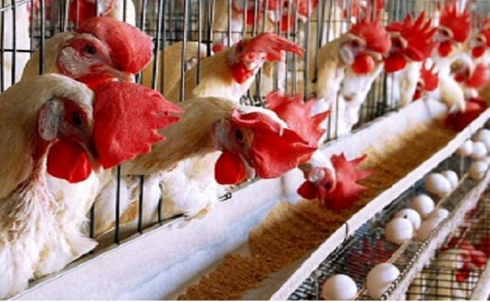 Саратовская МВЛ: За 4,5 месяца специалистами выполнено 5385 исследований на грипп птиц