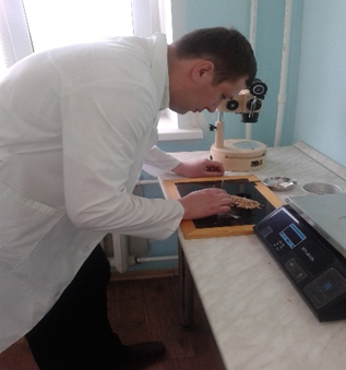 Итоги работы  лаборатории по определению посевных качеств семян отдела фитосанитарной экспертизы ФГБУ «Саратовская МВЛ» за 2017 г.