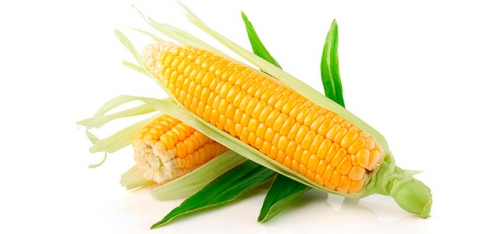 В зернах кукурузы генетический материал бактериального вилта не обнаружен