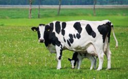 Исследования на нодулярный дерматит крупного рогатого скота