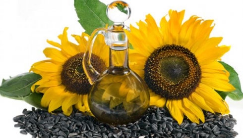 В семенах подсолнечника потенциально опасные вещества не обнаружены