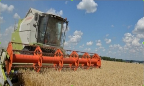 Специалистами отдела фитосанитарной экспертизы проводится апробация сортовых посевов сельскохозяйственных культур