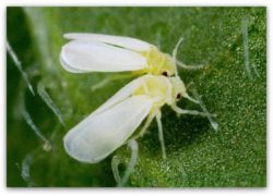 Обнаружение карантинного вредителя — Табачной белокрылки -Bemisia tabaci (Gen.) в горшечных растениях