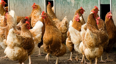 Саратовская МВЛ провела исследования на заболевания птиц методом полимеразной цепной реакции