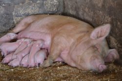 Саратовская МВЛ: ДНК вируса африканской чумы свиней не обнаружена