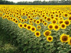 Снижение показателей плодородия не выявлено