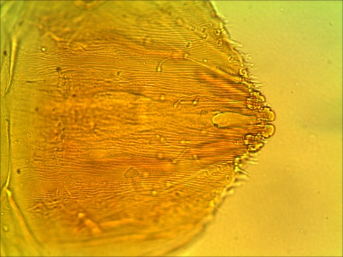 Саратовской лабораторией обнаружена калифорнийская щитовка на плодах сливы