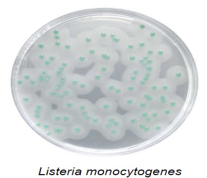 В мясе свинины обнаружен Listeria monocytogenes