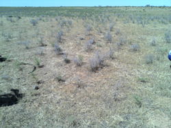 Органом инспекции саратовской ветлаборатории проведена почвоведческая экспертиза 