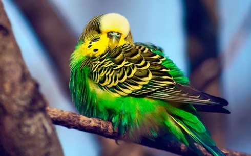 Возбудители орнитоза и сальмонеллеза птиц не обнаружены!!!