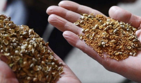 Саратовская МВЛ: Рыжик – перспективная масличная культура