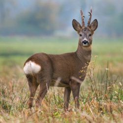 Специалистами отдела патоморфологии и приема материала выдан результат о причине гибели косуль