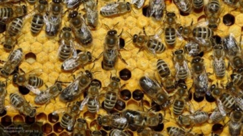 ГИС на защите пчёл 