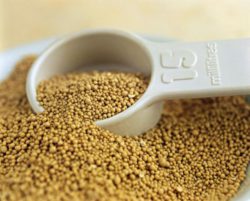 Саратовская лаборатория исследует состав и свойства кормового дрожжевого белка