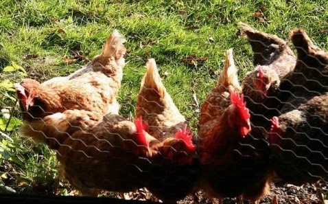 Саратовская МВЛ: Выявлен недопустимый уровень поствакцинальных антител на синдром снижения яйценоскости