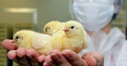 Оценка качества суточных цыплят