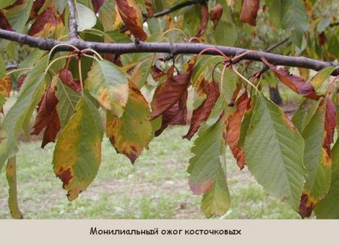 Внимание, садоводы! Немного о монилиозе косточковых и семечковых культур